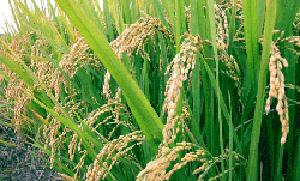 عوامل ایجاد بحران در تولید برنج دنیا تشریح شد
