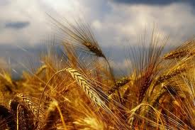 صدور مجوز واردات یک میلیون تن گندم برای ارتقای کیفیت در سال 90