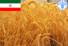 عبور تولید غلات ایران از مرز 20 میلیون تن و تداوم واردات گندم