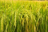 برنج بی‌قیمت شد!
برنج ایرانی در مرز 4000 تومان