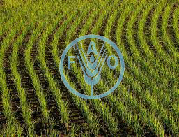 فائو میزان تولید جهانی برنج در سال 2011 را  476 میلیون تن اعلام کرد
