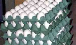 قیمت تخم‌مرغ در عمده فروشی‌ها ۵۹۰۰ تومان شد/اختلاف قیمت ۱۶۰۰ تومانی مغازه‌ها