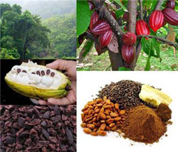 افزایش قیمت دانه کاکائو و شکر بر خلاف کاهش قیمت دیگر مواد غذایی
