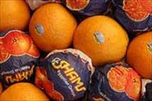 قیمت میوه‌های خارجی 4 برابر داخلی/مرکبات ایرانی در انبارها فاسد شدند