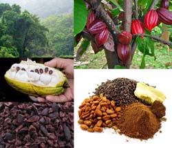 افت قیمت دانه کاکائو در بازار جهانی