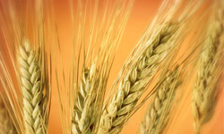 ایران ۶۰ هزار تن گندم از استرالیا خرید