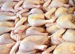 روند طولانی ترخیص نهاده های طیور در گمرک ، قیمت مرغ را افزایش داد