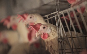 کاهش قیمت گوشت مرغ برای ماه رمضان / ماه گذشته تنها 12.5 درصد نهاده‌ ارزان تامین شد