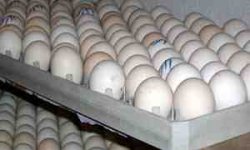 ضرر 1300 تومانی تولید کنندگان تخم مرغ در هر کیلوگرم