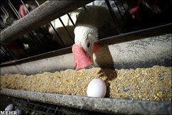 مرغ‌های تخم گذار سر بریده می‌شوند/ بحران تخم مرغ در راه است