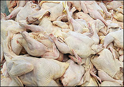 قیمت مرغ با ۸ هزار تومان رکورد زد