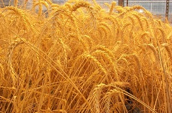 گندم ایران به عراق قاچاق می‌شود
