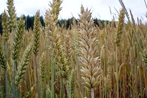دولت تنها ۳ درصد از گندم گرمسار را خریداری کرد