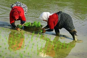 آغاز خرید تضمینی برنج از 25 مرداد در مازندران