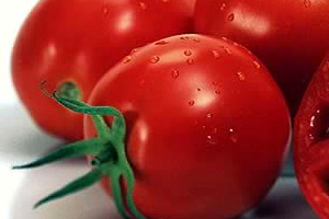 گوجه فرنگی روی دست کشاورزان مانده است