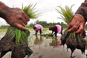 وزارتخانه های مربوطه اراده کنند نیازی به واردات برنج نداریم
