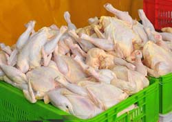 رشد تولید گوشت مرغ در کشور