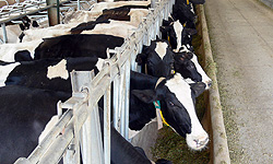 3 تصمیم مهم برای حمایت از تولید شیر