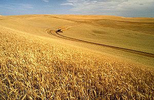 صادرات ۲ میلیون تن گندم هند به ایران