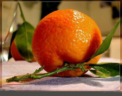 توزیع نارنگی‌های رنگ شده در بازار/مردم هوشیار باشند