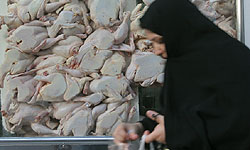 مرغ و تخم‌مرغ امروز قیمت‌گذاری می‌شود/ پیشنهاد مرغداران ۳۹۰۰ تا ۴۱۰۰ تومان