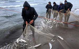 پیش‌بینی افزایش تولید و صادرات ماهی در سال جاری