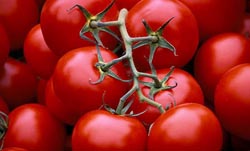 قیمت گوجه فرنگی کاهش یافت