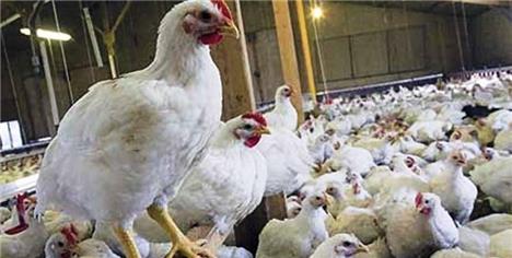 عدم حمایت دولت مرغ را به کیلویی 12 هزار تومان می‌رساند
