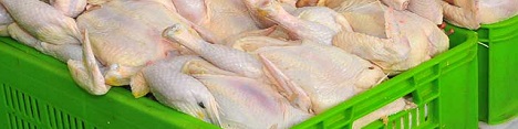 افزایش تا 20 درصدی قیمت مرغ با زمزمه‌های خداحافظی ارز مرجع