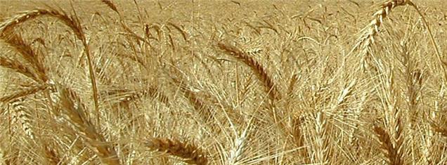 گندم ایرانی ارزان‌تر از گندم‌های وارداتی