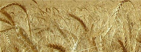 قیمت تضمینی خرید گندم افزایش یافت