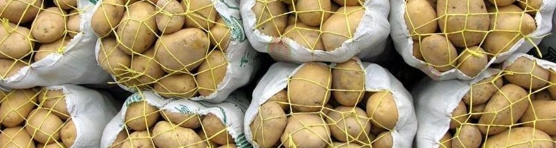سیب‌زمینی شسته شده بهانه‌ای جدید برای گرانی