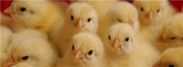 مرغداری‌ها جوجه ریزی برای دوره بعد را کاهش داده‌اند