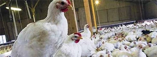 وضعیت نهاده‌های دامی مشخص نشود، تولید مرغ متوقف می‌شود