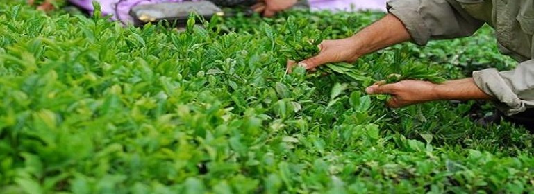 کیفیت برگ سبز چای افزایش یافت