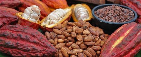 کاهش قیمت دانه کاکائو و دانه قهوه در بازار جهانی