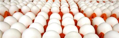 هشدار نسبت به افزایش قیمت تخم‌مرغ