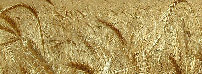 کشاورزان گندم خود را زیر قیمت به دلالان واگذار می‌کنند
