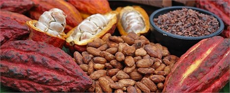 قیمت دانه کاکائو در بازار جهانی به بیشترین مقدار در شش ماهه اخیر رسید