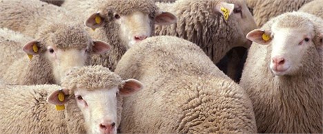 تعیین قیمت پایه گوسفند در عید قربان امسال منتفی شد
