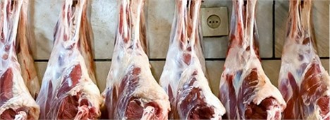 رشد ۶ درصدی تولید گوشت قرمز در کشتارگاه‌های کشور