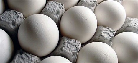 افزایش قیمت تخم‌مرغ به شانه‌ای 13 هزار تومان در پی حذف ارز مرجع