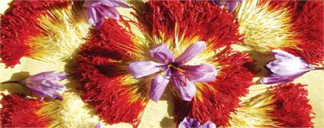 تولید 300 تن زعفران در کشور