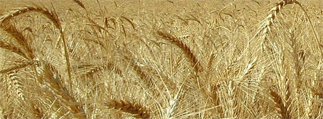 ایران بیش از 400 هزار تن "گندم" از اروپا خریداری کرد