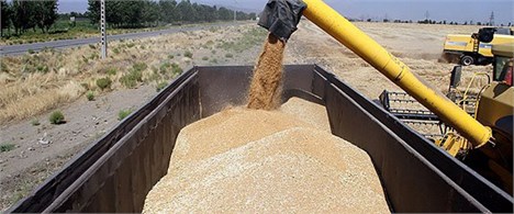 معامله سبوس گندم و کنجاله سویا پلیت در تالار محصولات کشاورزی بورس کالای ایران