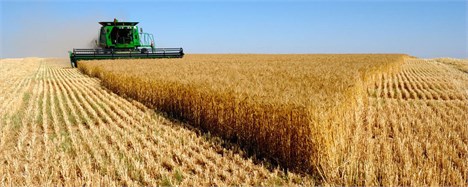 افزایش خرید گندم کشور به فراتر از 4 میلیون تن