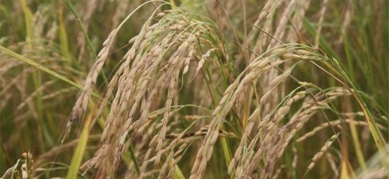 اختلاف برسر آمار و بلایی که دامنگیر تولید برنج شد