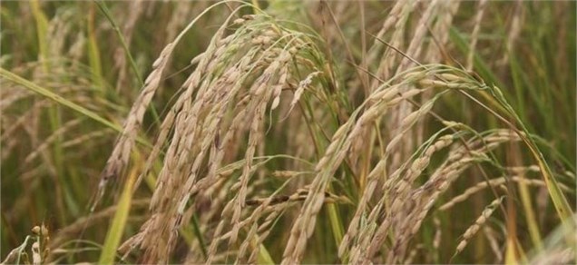 بازرگانی، دغدغه برنجکاران خوزستانی