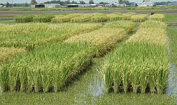 جدیدترین گزارش از وضعیت تولید جهانی برنج در سال 2014