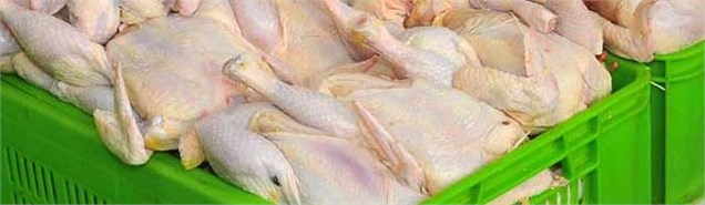 ۱۵۰ هزار تن مرغ در انبارهای وزات جهادکشاورزی